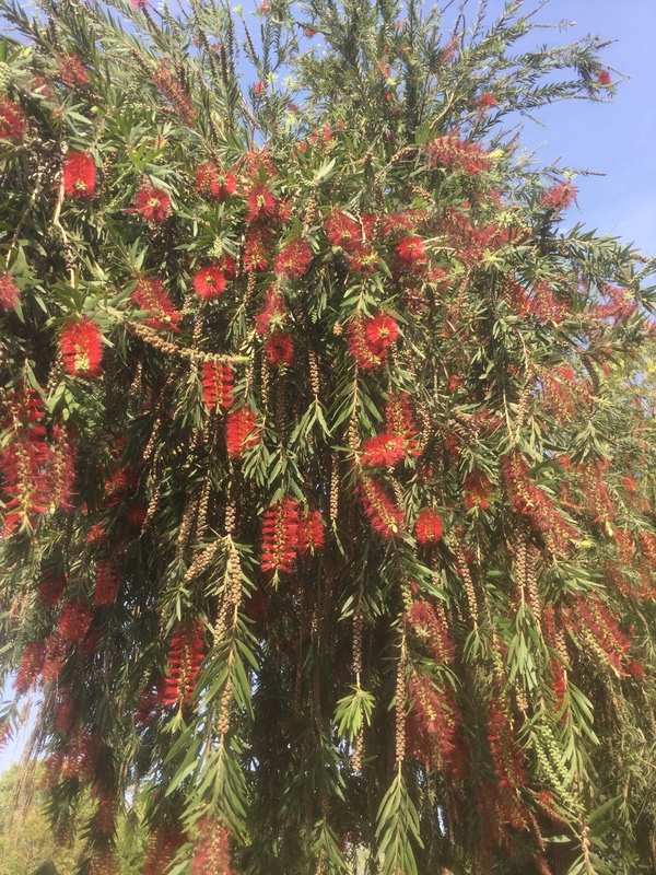 red bottle brush 600